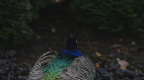 Peacock in twilight from the back view turn the head and clean feathers Stock Footage 43747403