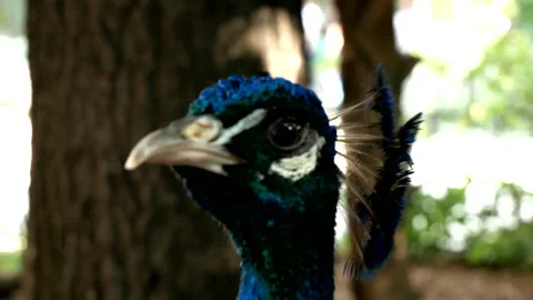 Peacock twirls its head Stock Footage 203878508