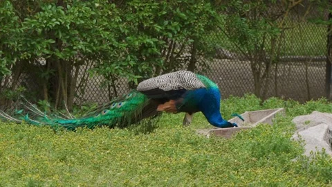 A peacock with an unopened tail is eating at the trough. Beautiful male peacock. Stock Footage 165740777