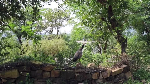 Peacock in village Stock Footage 293060114