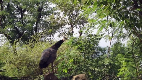 Peacock in village Stock Footage 293060118