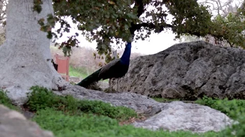 Peacock walk around big stone on grass to forage food in nature park Video stock 342700547