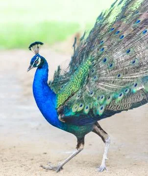 Peacock walk Stock Photos