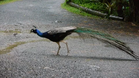 Peacock Walking Across Road Stock Footage 46559890