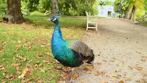 Peacock walking along park path near white bench in leafy garden Stock Footage 331240780