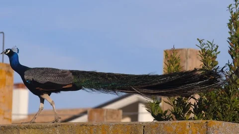 Peacock walking along a wall elegant colourful bird with its beautiful tail Stock Footage 117364626