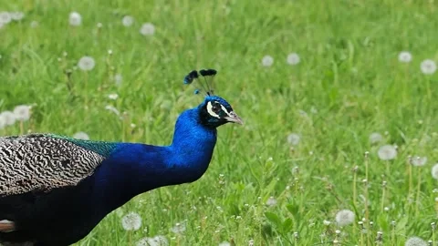 Peacock walking among dandelion flowers in a green field during springtime Stock Footage 329054123