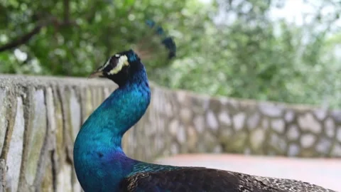 Peacock Walking Anxious in Natural Environment 4K Vídeo Stock 335740085