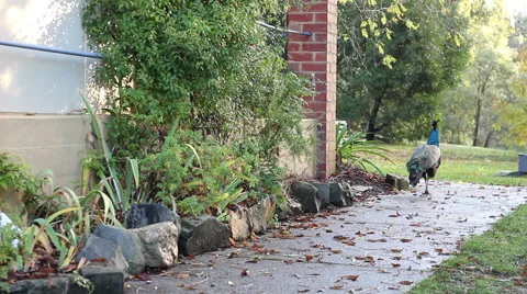 Peacock walking around a building HD Stock Video Stock Footage 40468587