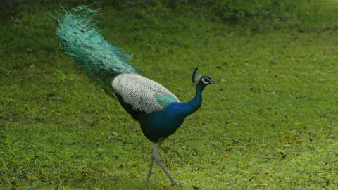 Peacock walking around Stock Footage 234216056