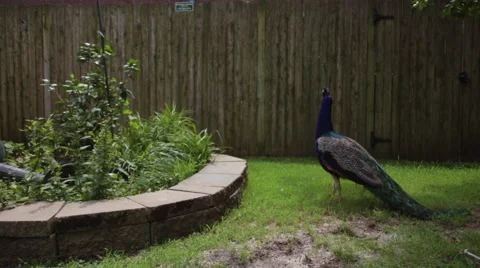 Peacock Walking Around a Zoo Stock Footage 68944341