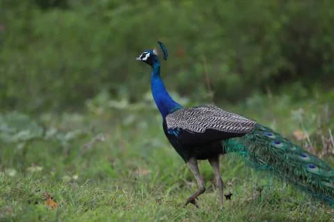 Peacock walking back on green background Stock Photos