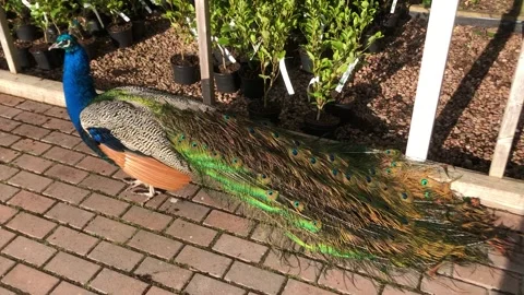 Peacock  walking on a brick footpath. 動画素材 150118306