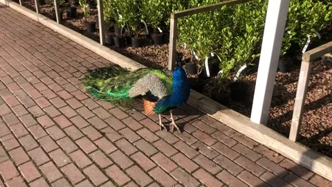 Peacock walking on a brick path. Stock Footage 150118300