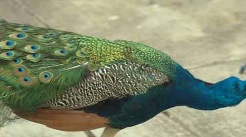 Peacock walking up to camera Stock Footage 36157491