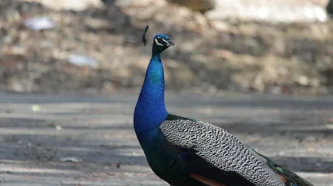 Peacock walking on driveway 動画素材 52215650