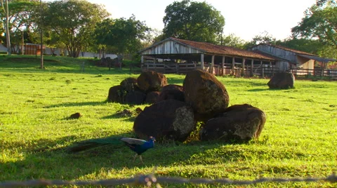 Peacock walking in field Stock Footage 57814413