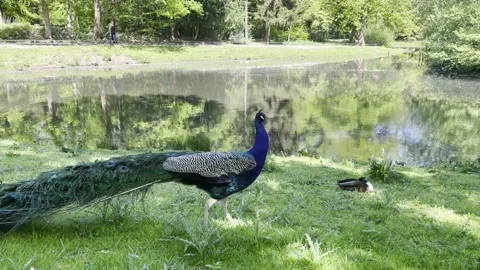 A peacock walking on a field next to a pond Stock Footage 232493500