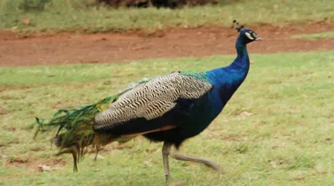 Peacock walking Stock Footage 51492300