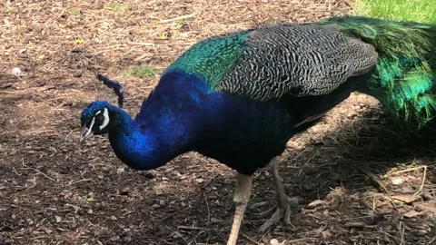 PEACOCK WALKING Video stock 135019673