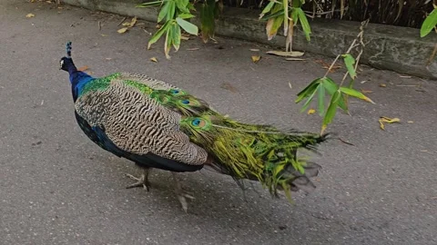 Peacock walking Stock Footage 272972756