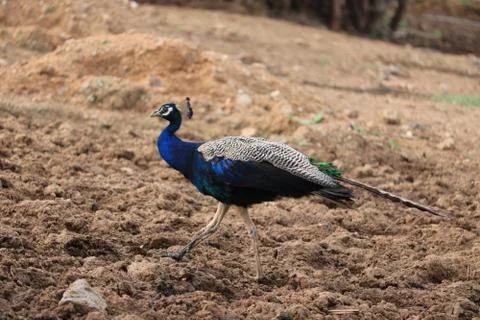 Peacock walking in the forest Stock Photos