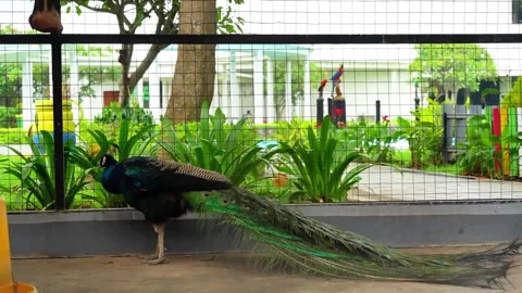 Peacock Walking Gracefully in Cage Environment 4K Vídeos de archivo 336239668