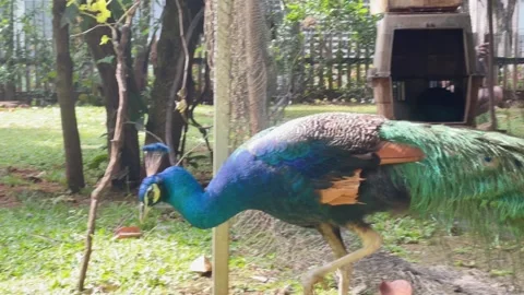 Peacock Walking Gracefully in Natural Environment 4K Vídeo Stock 335257914