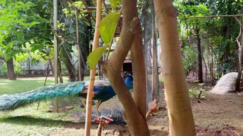 Peacock Walking Gracefully in Natural Environment 4K Vídeo Stock 335343175