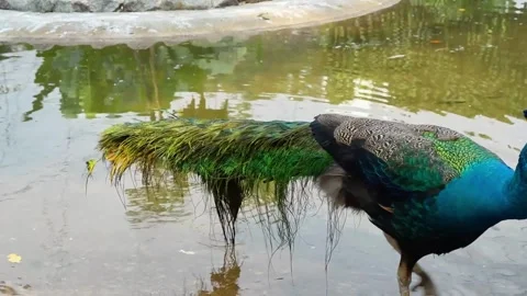 Peacock Walking Gracefully in Pond in the Park 4K Vídeo Stock 335197804