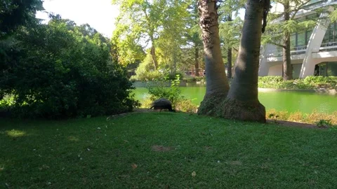 Peacock Walking Gracefully Through the Garden Stock Footage 287481579