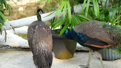 Peacock Walking Gracefully towards Peahen in Natural Environment 4K Vídeo Stock 335632777