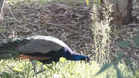 Peacock is walking on grass alone. Turquoise, blue exotic bird in sunny day. Stock Footage 126710853