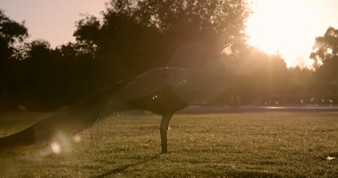 Peacock walking on grass trough sun flare in Californian park Stock Footage 127237208