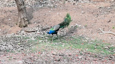 Peacock walking in the harsh sun of Ranthambore national park Stock Footage 334555499