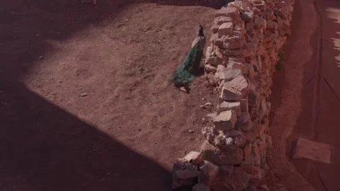 Peacock walking near stone wall on dry ground Stock Footage 334694372