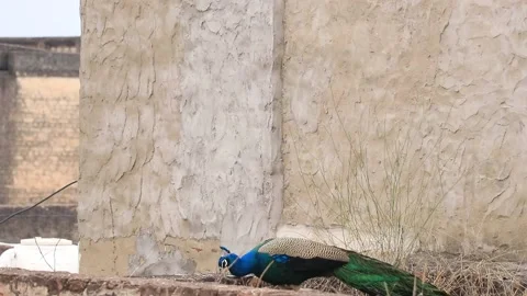 Peacock walking on old house. Stock Footage 169636389