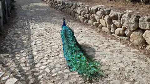 Peacock walking in a park Stock Footage 202214688