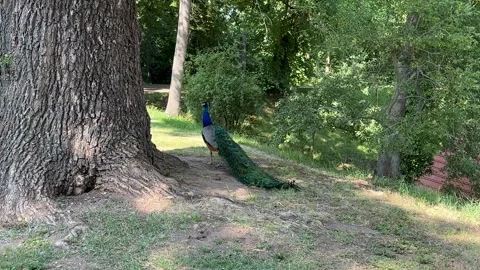 A peacock is walking in the park Stock Footage 311913687