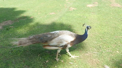 Peacock Walking in Park, Handheld Shot Video stock 337401871