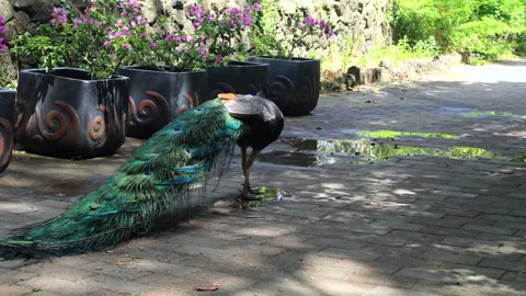 Peacock Walking Past Planters at Hallim Park Stock Footage 313107360