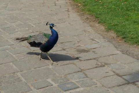 Peacock walking on a paved path Stock Photos