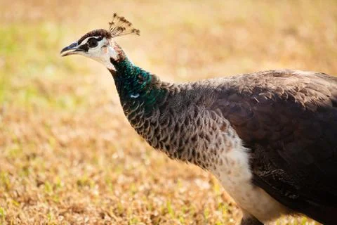 Peacock walking Stock Photos