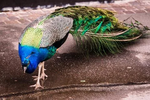 Peacock walking Stock Photos
