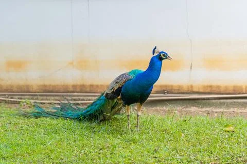Peacock walking Foto stock