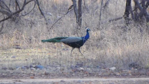 Peacock walking in the Ranthambore forest Stock Footage 150258472