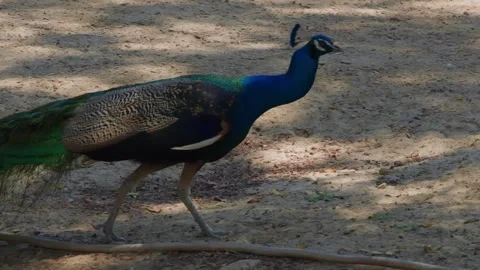 Peacock walking on sandy ground, displaying vibrant plumage in natural habitat Stock Footage 345701357