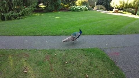 Peacock walking on a side walk 스톡 동영상 162429804