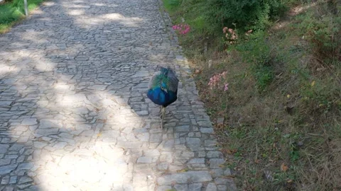 Peacock walking on the stone pavement Stock Footage 251451261