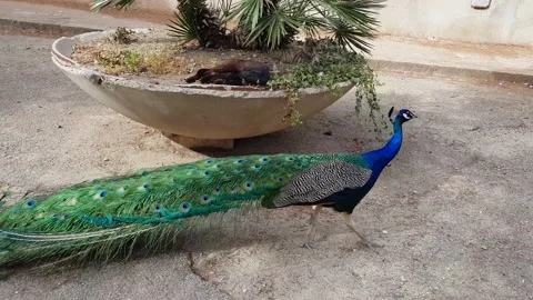 Peacock walking in street Stock Footage 159055793